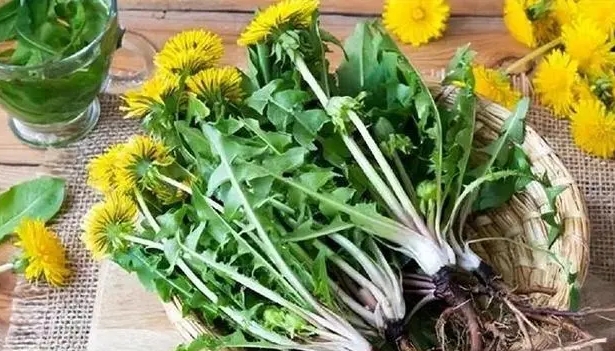 Welke veranderingen zie je in je lichaam wanneer je elke dag paardenbloemen drinkt? Is Dandelion Extract waar voor anti -kanker?