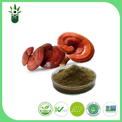 Ganoderma Lucidum-extract